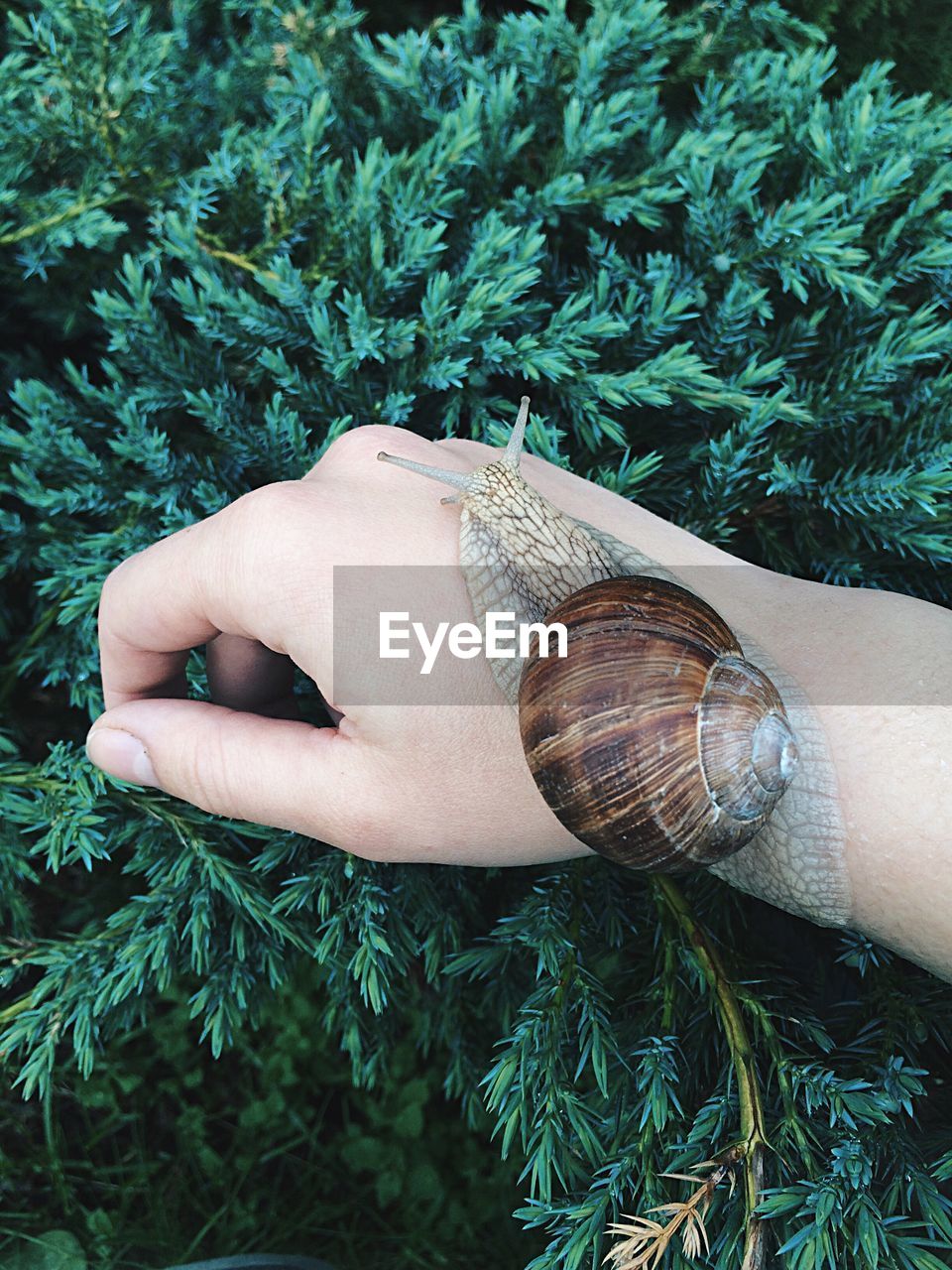 Cropped hand of woman with snail on plants