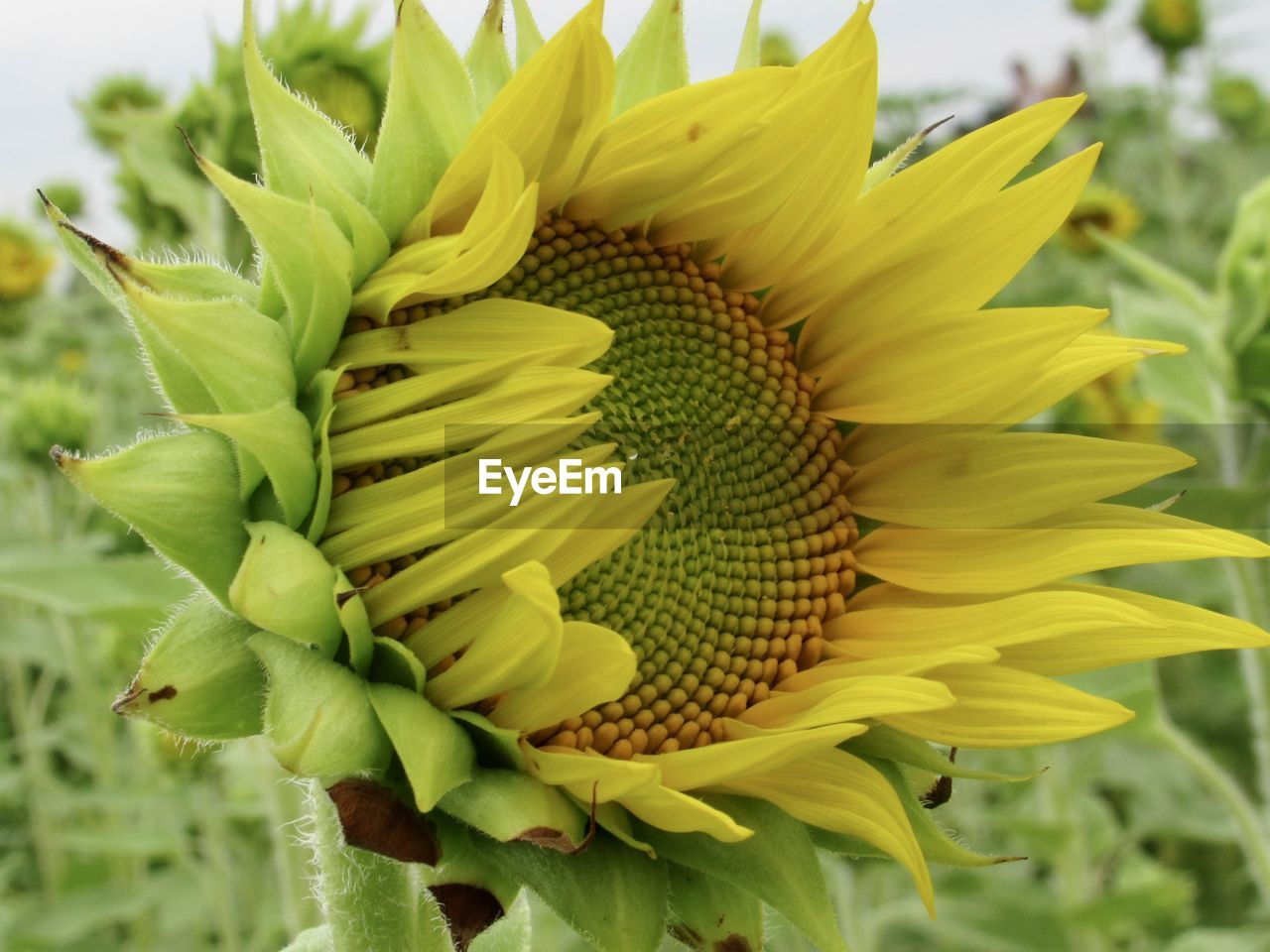 plant, sunflower, flower, flowering plant, freshness, beauty in nature, growth, nature, yellow, close-up, flower head, sunflower seed, petal, field, inflorescence, green, no people, fragility, agriculture, plant part, leaf, focus on foreground, food, asterales, land, outdoors, landscape, environment, rural scene, food and drink, crop, day, blossom, summer, springtime, botany, pollen, produce