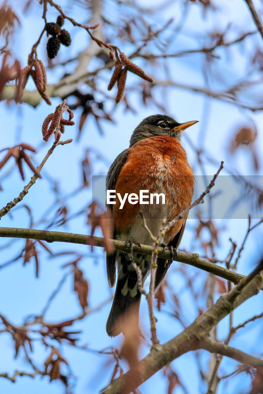 Low angle view of robin bird perching on tree