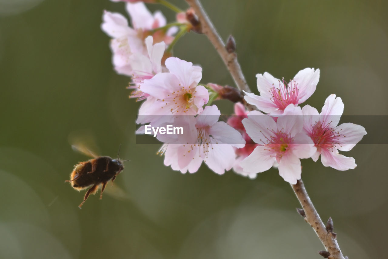 Close-up of bee pollinating on flower