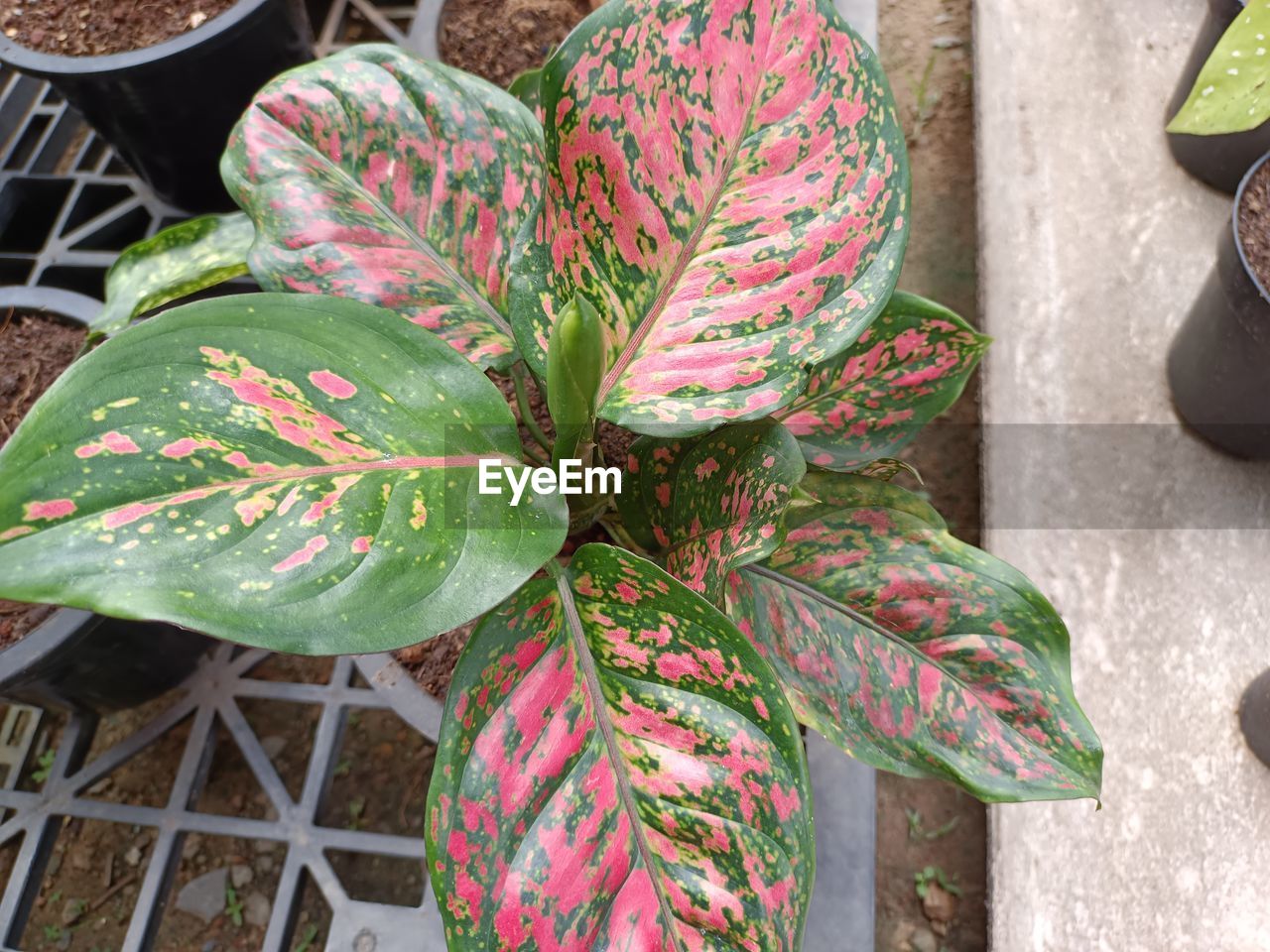 Aglaonema Aglaonema Red Cloes-up Colorful Beauty In Nature High Angle View Close-up Plant Blooming Growing Petal