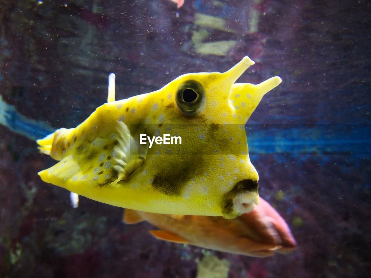 CLOSE-UP OF FISH IN SEA