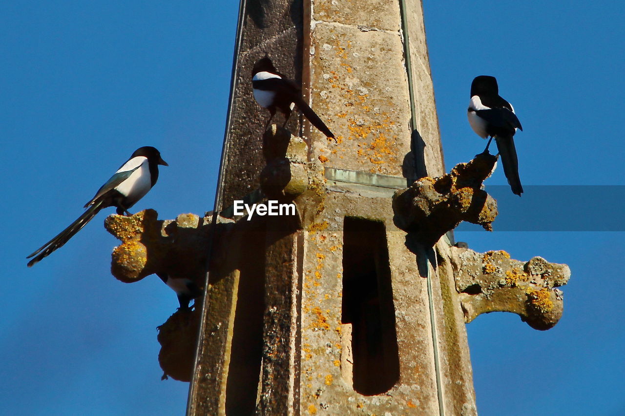 LOW ANGLE VIEW OF BIRD PERCHING ON THE WALL