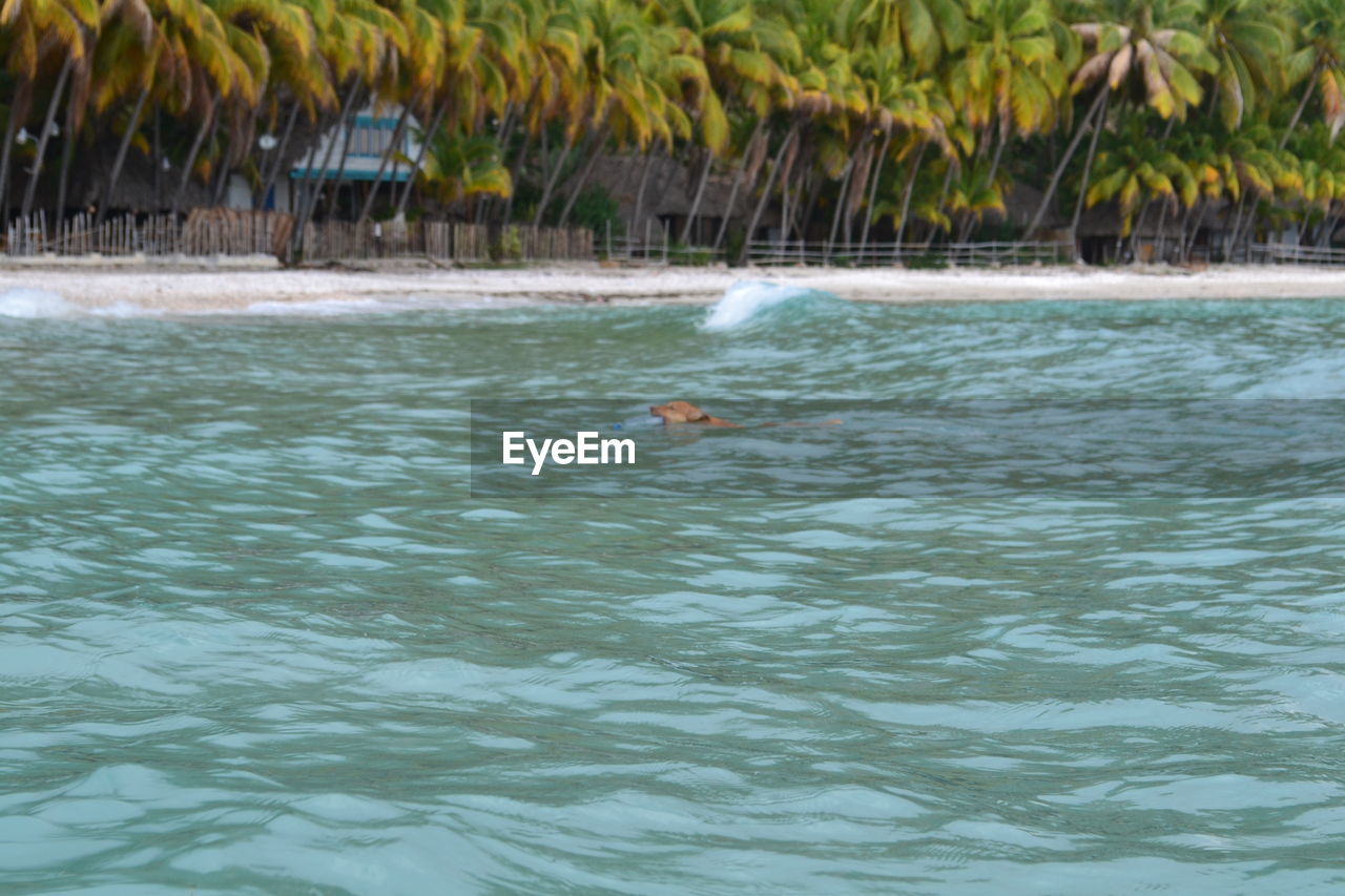 DUCK SWIMMING IN SEA