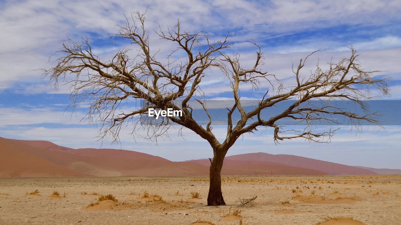 Bare tree in desert against sky