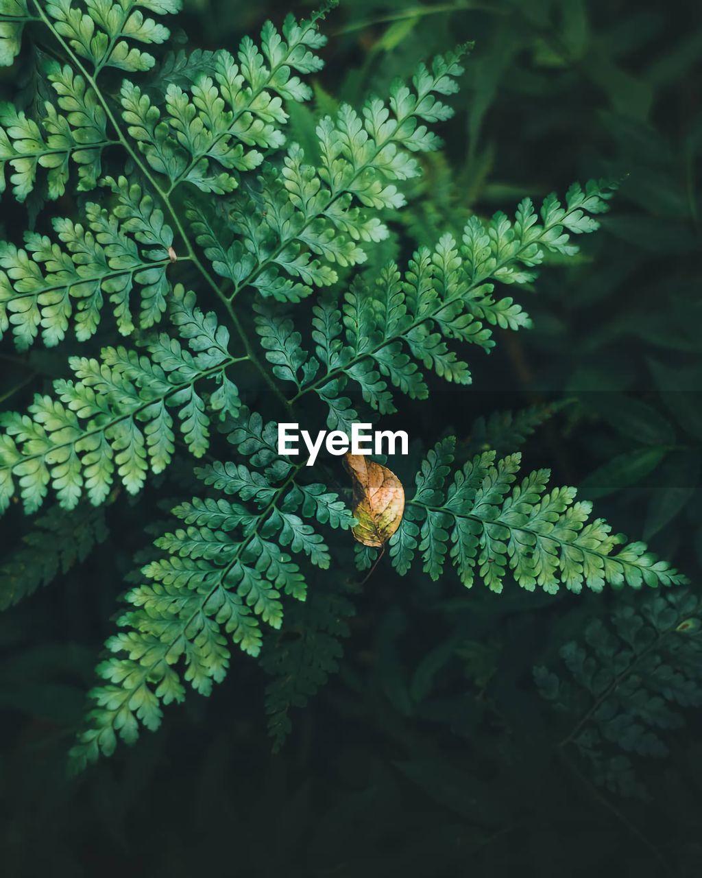 High angle view of fern leaves