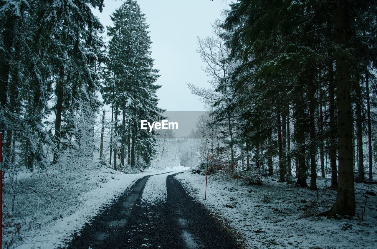 Road amidst trees in forest during winter