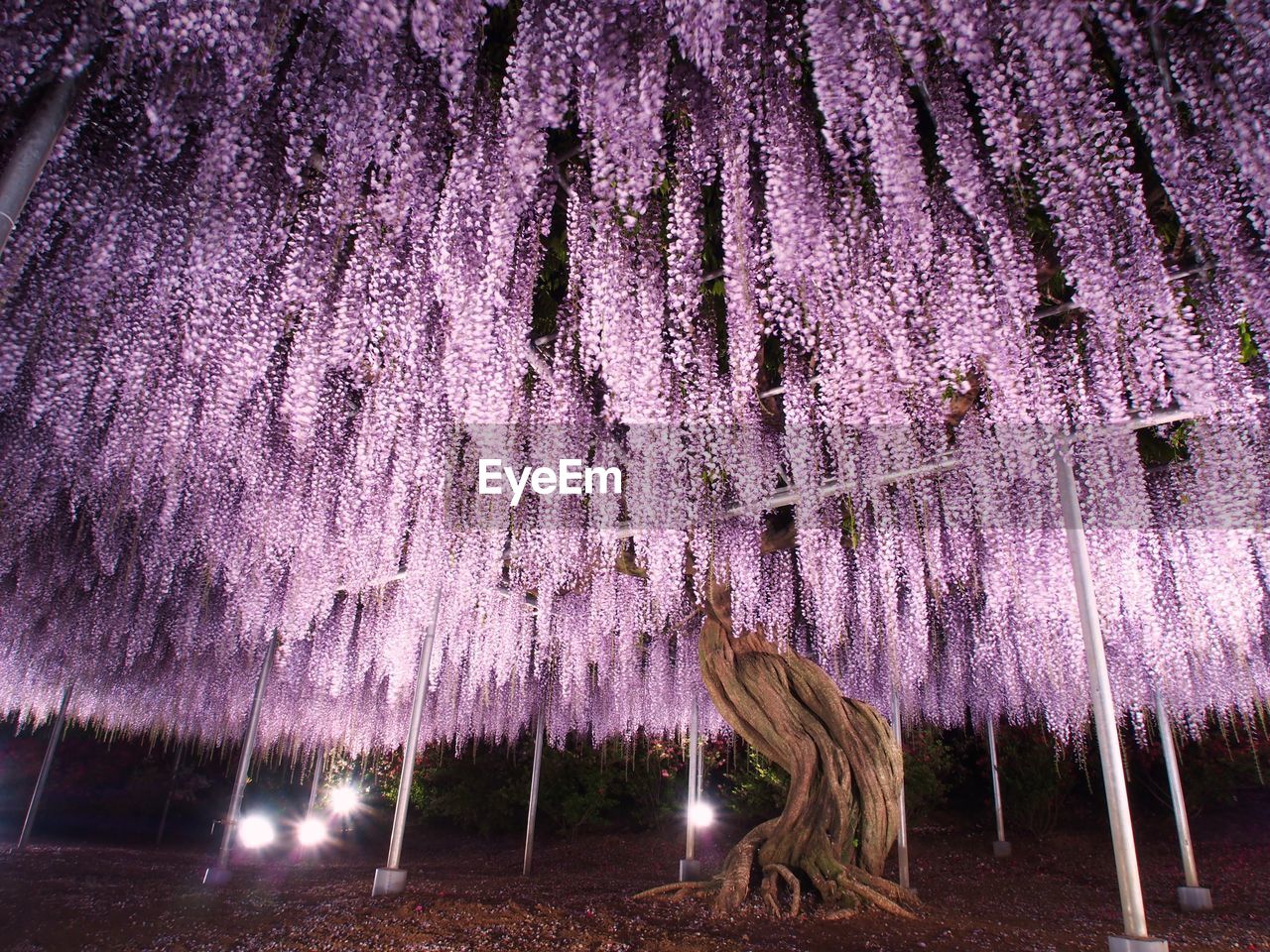 PURPLE FLOWER HANGING ON FIELD