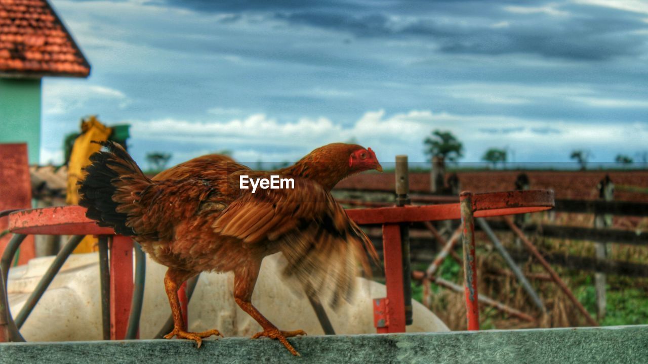 Rooster on railing