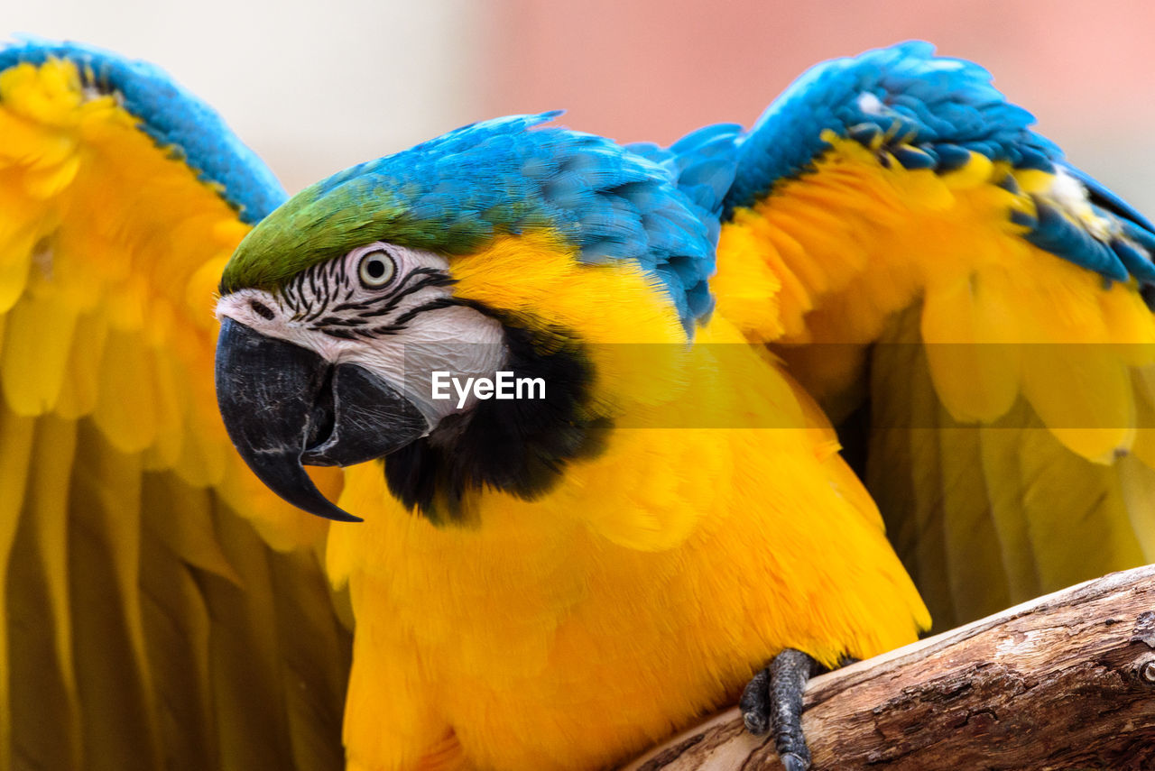 CLOSE-UP OF PARROT PERCHING ON YELLOW