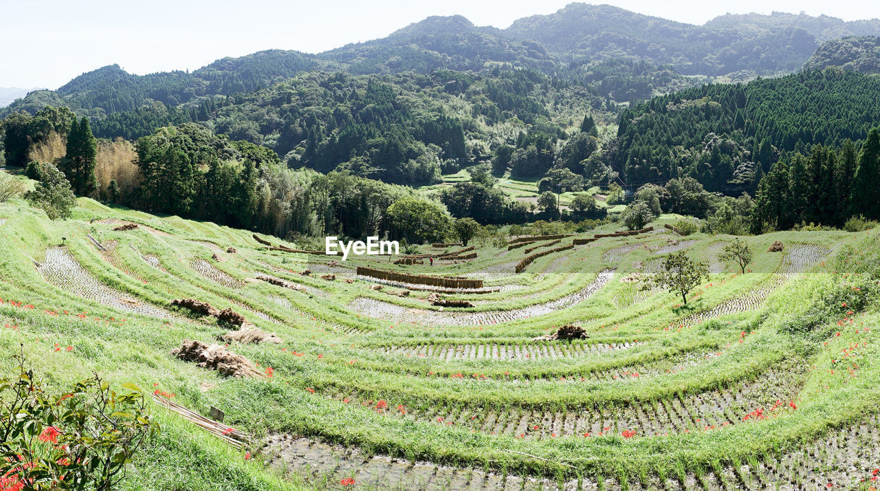 HIGH ANGLE VIEW OF RICE FIELD