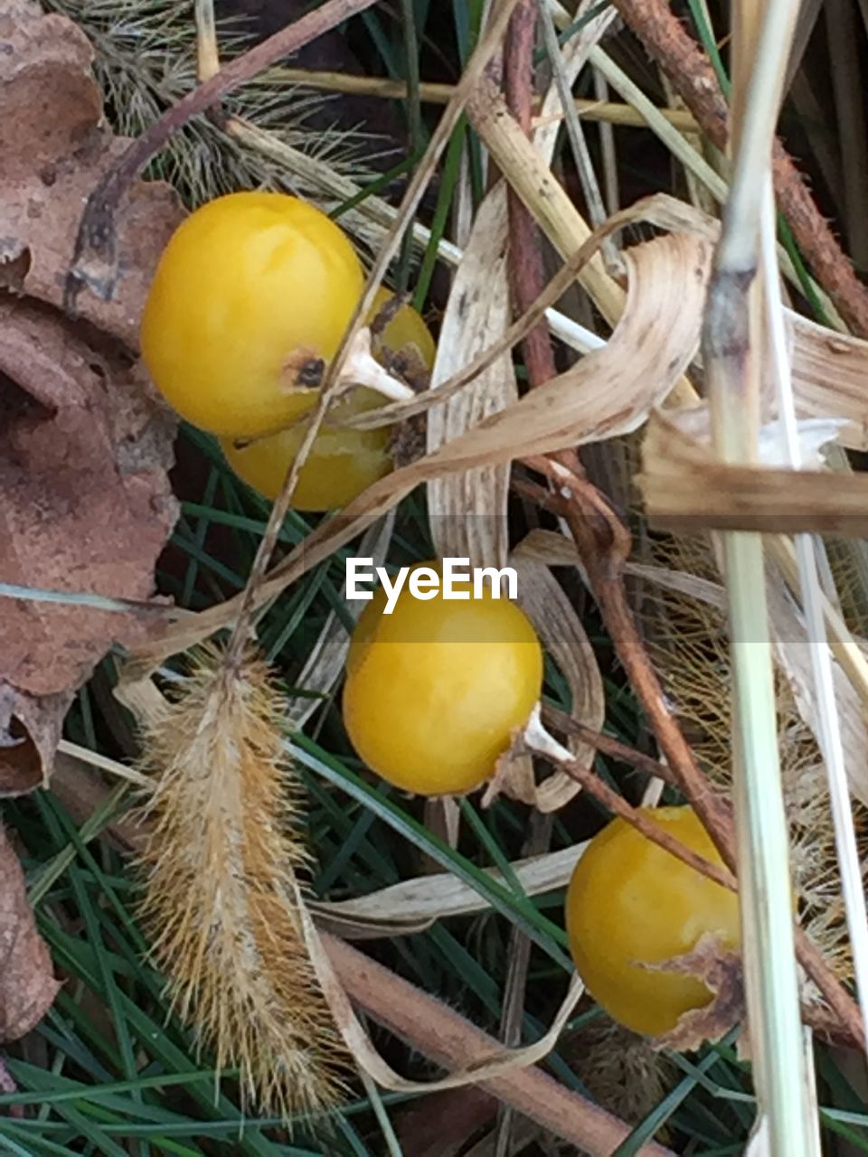 CLOSE-UP OF FRUIT