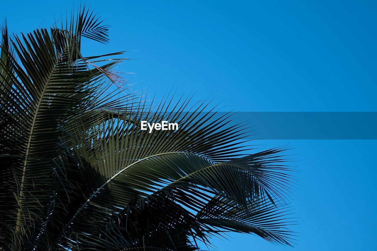 Low angle view of palm tree against blue sky