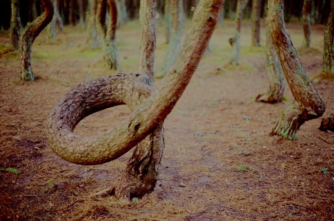 CLOSE-UP OF LIZARD