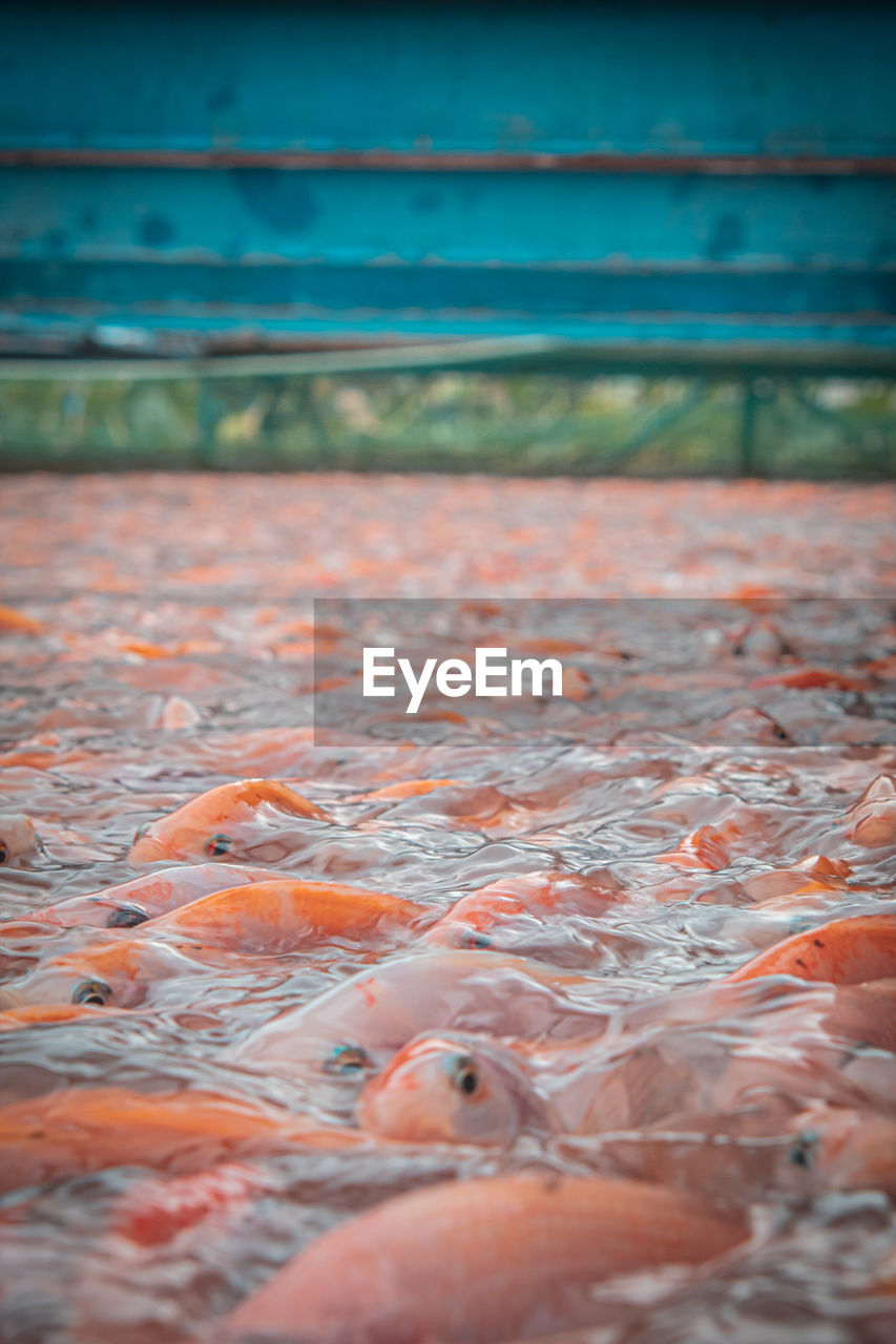 Close up of fish in a fish farm