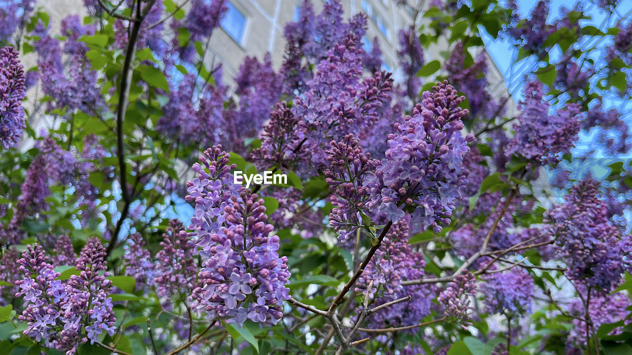 close-up of cherry blossom tree