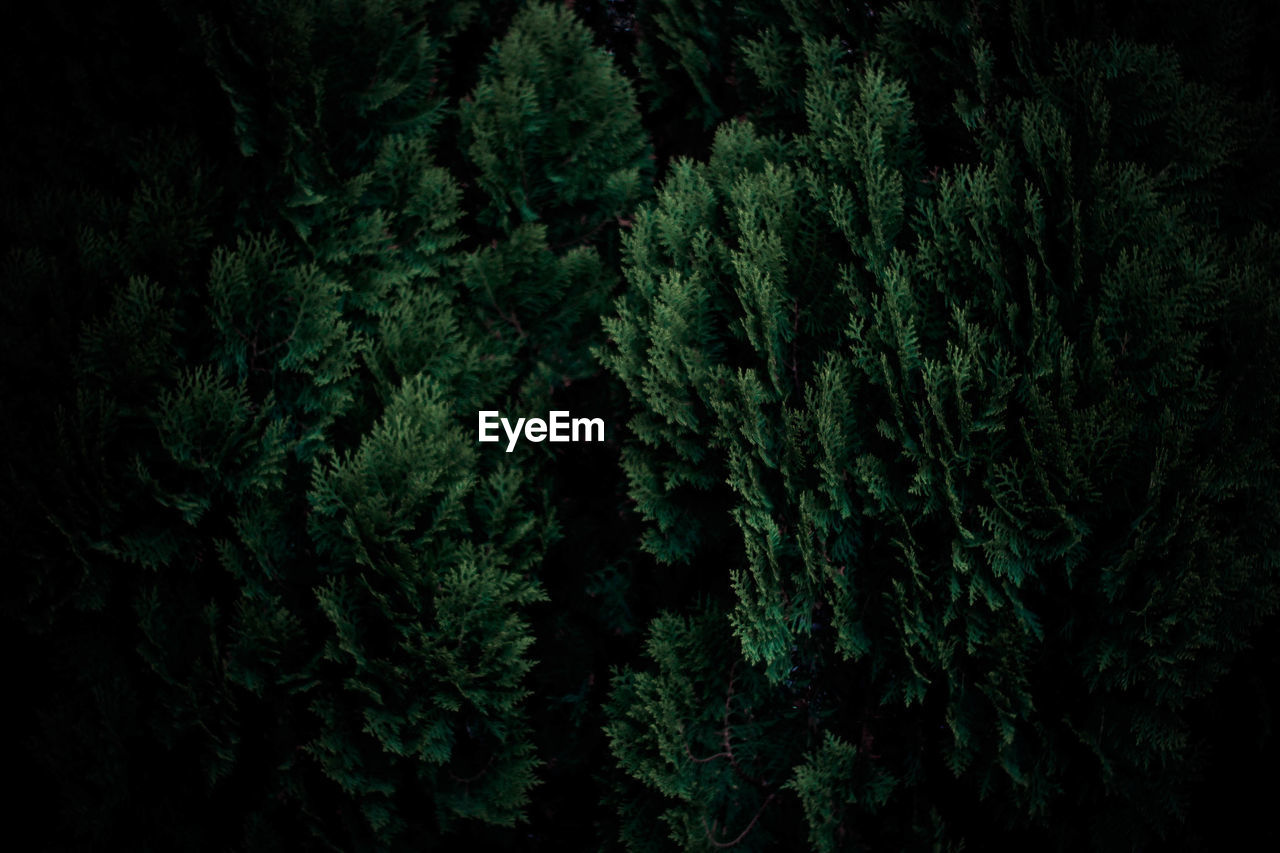 High angle view of trees in forest
