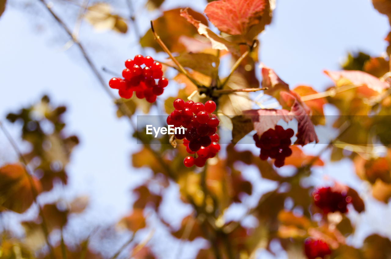 CLOSE-UP OF FRUITS ON TREE