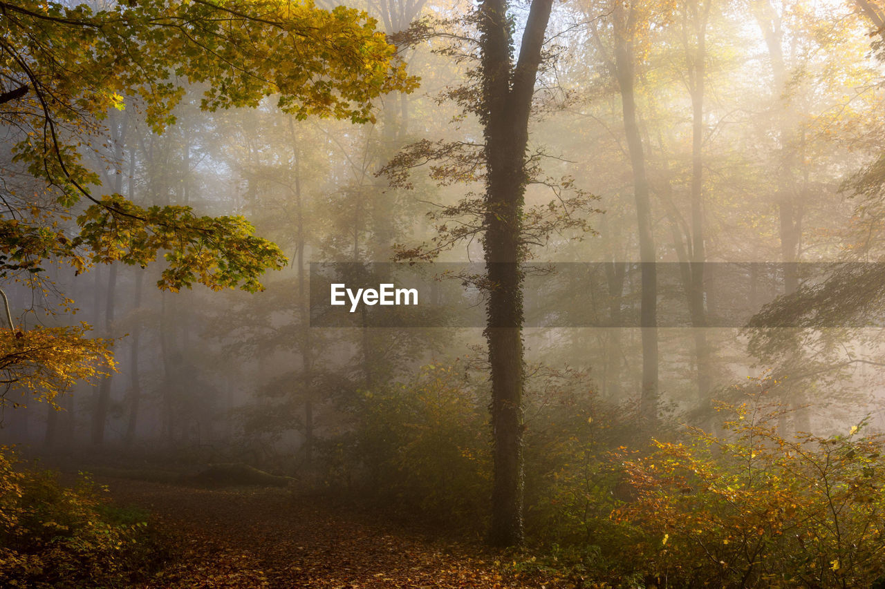 Trees in forest during autumn