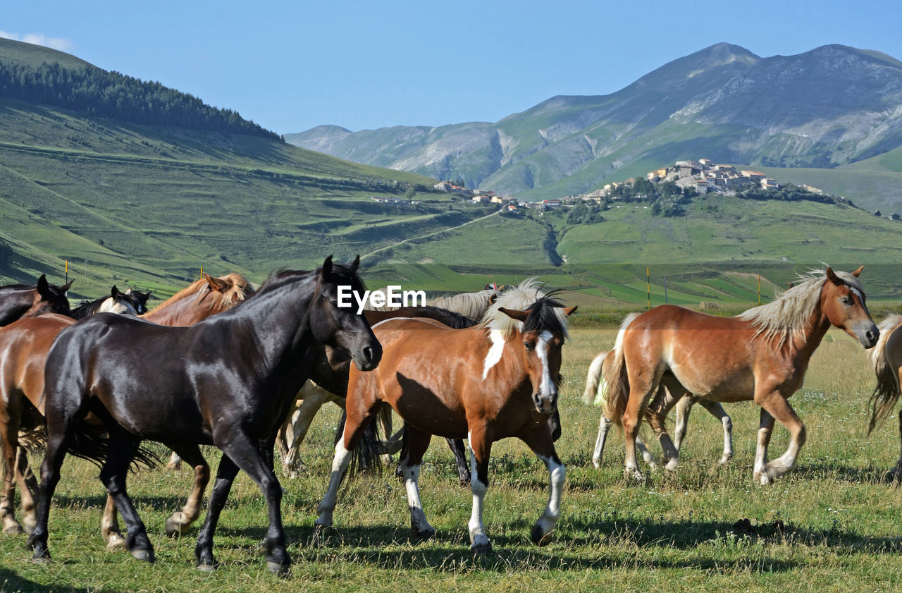 Horses on a field