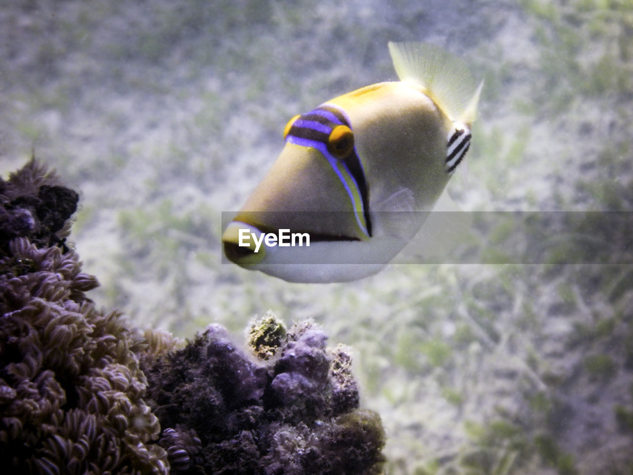 Close-up of fish swimming in sea