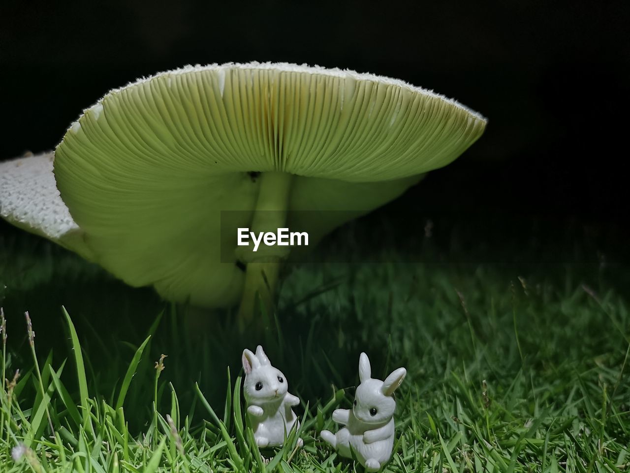 CLOSE-UP OF WILD MUSHROOMS