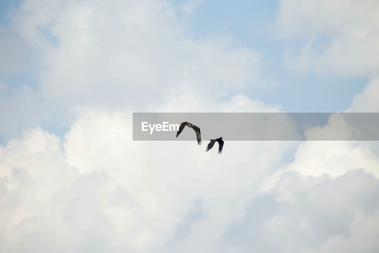 Two birds flying in cloudy sky