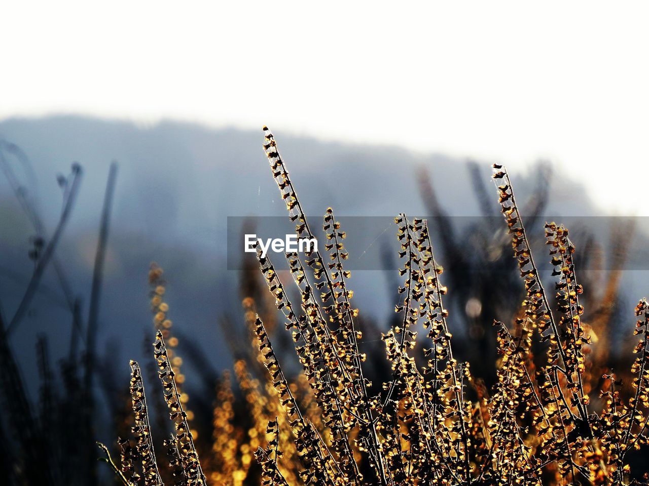 Close-up of plants against sky