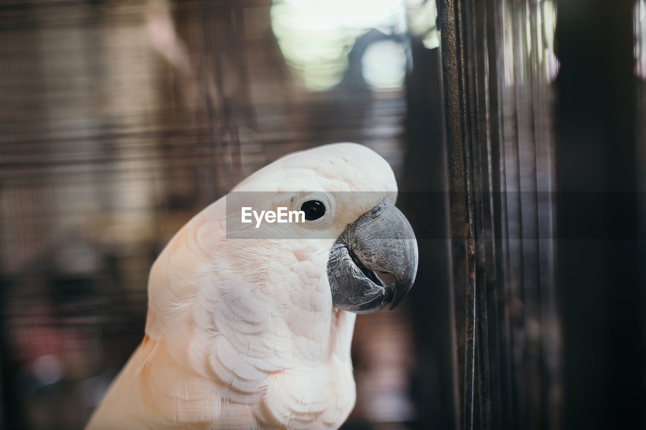 CLOSE-UP OF PARROT IN CAGE