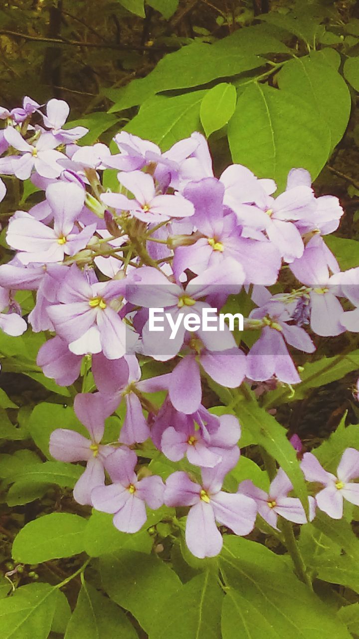 CLOSE-UP OF FLOWERS BLOOMING IN PARK