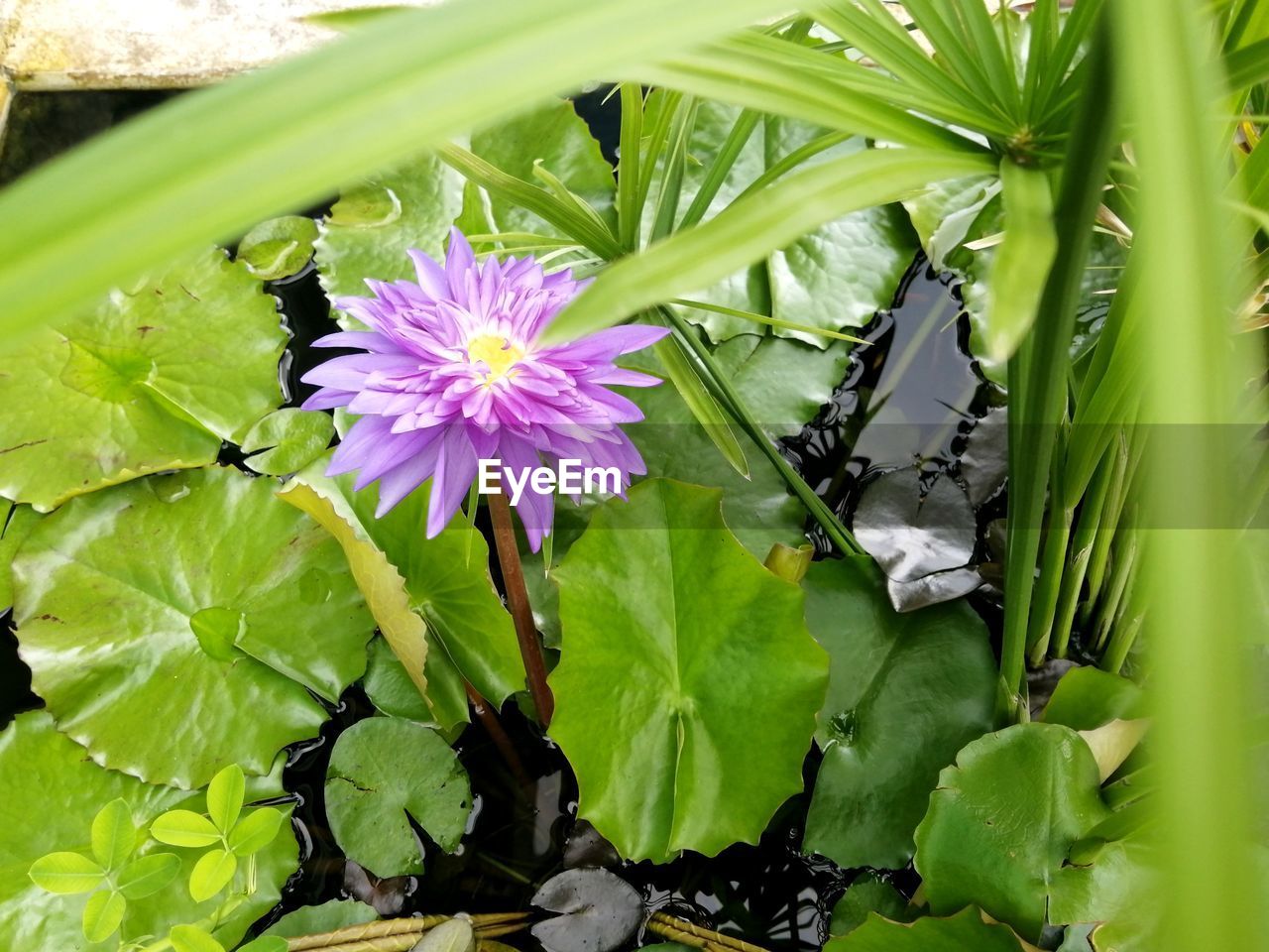 CLOSE-UP OF PURPLE FLOWERING PLANTS