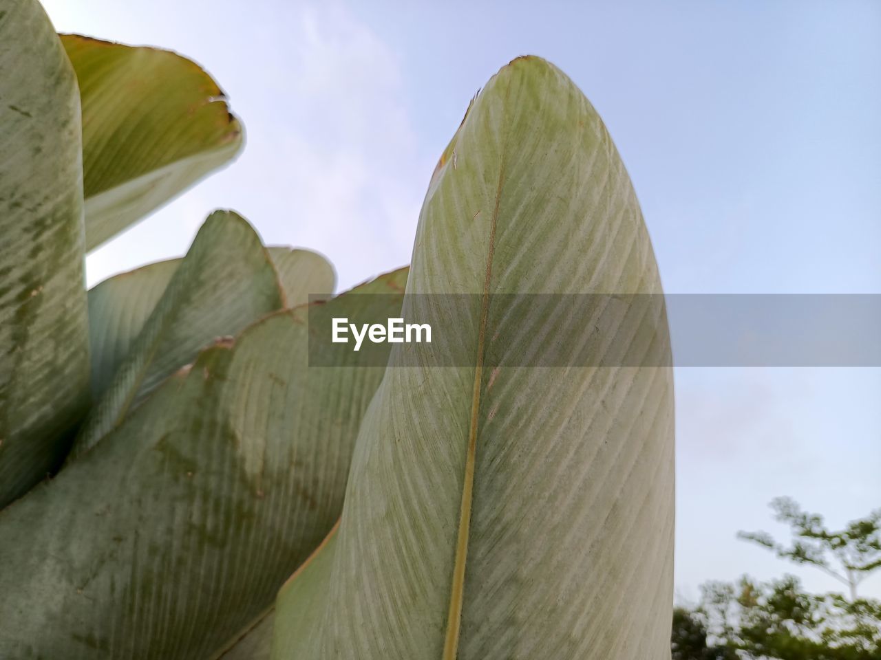 leaf, nature, sky, plant, green, flower, no people, tree, outdoors, travel destinations, day, travel, sunlight, low angle view, plant part, environment, beauty in nature, cloud, close-up