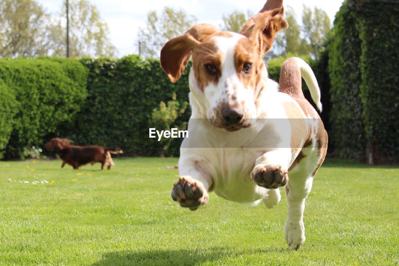 PORTRAIT OF DOG ON FIELD