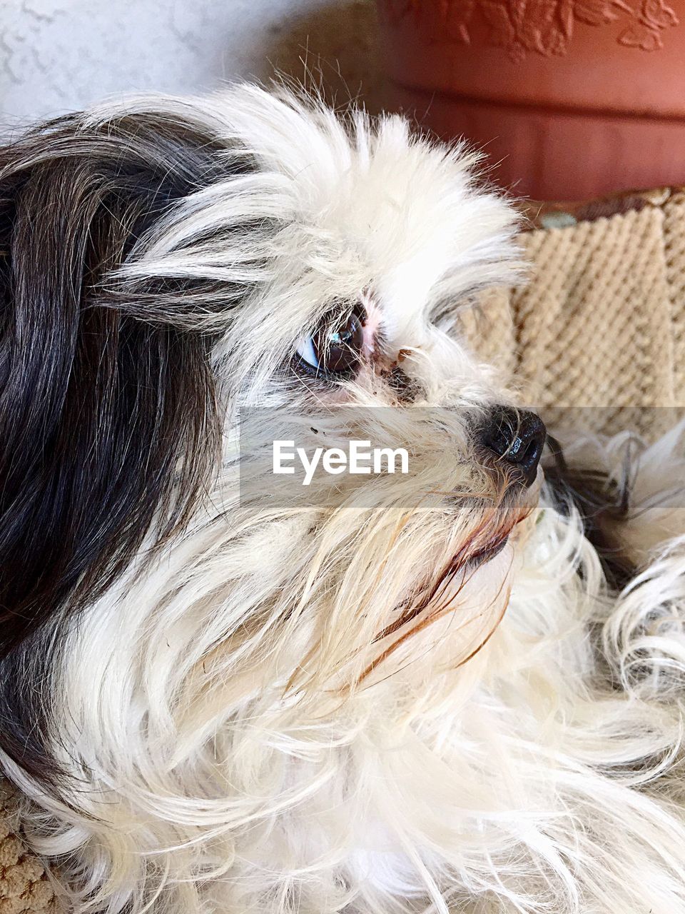 Close-up of a dog looking away