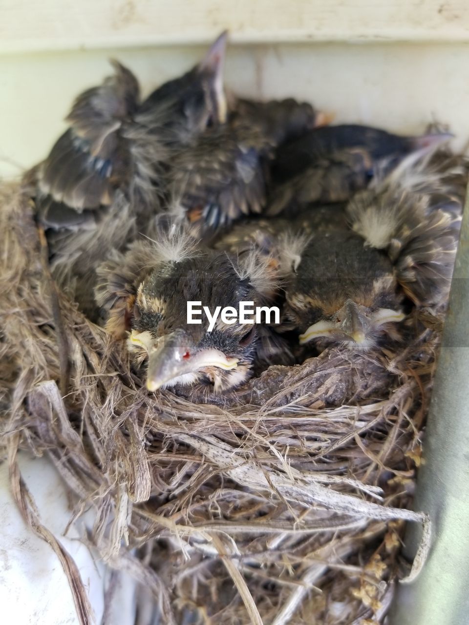 CLOSE-UP OF BIRDS IN NEST