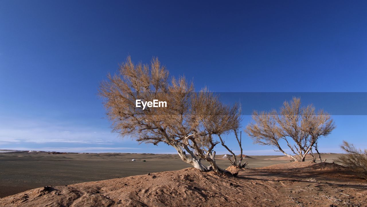 Bare tree against clear blue sky