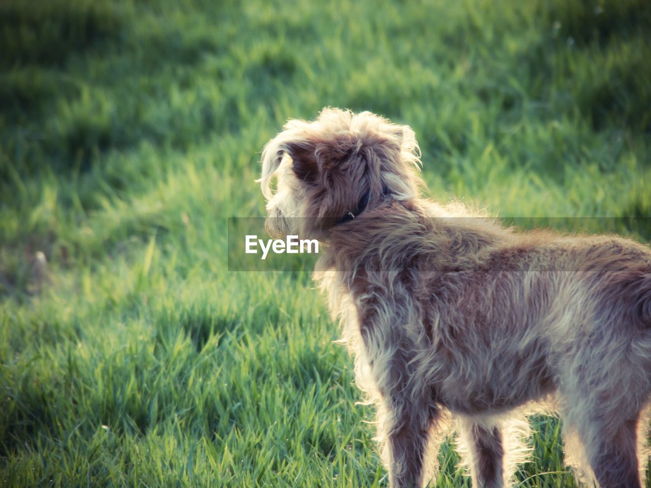 Dog on grassy field