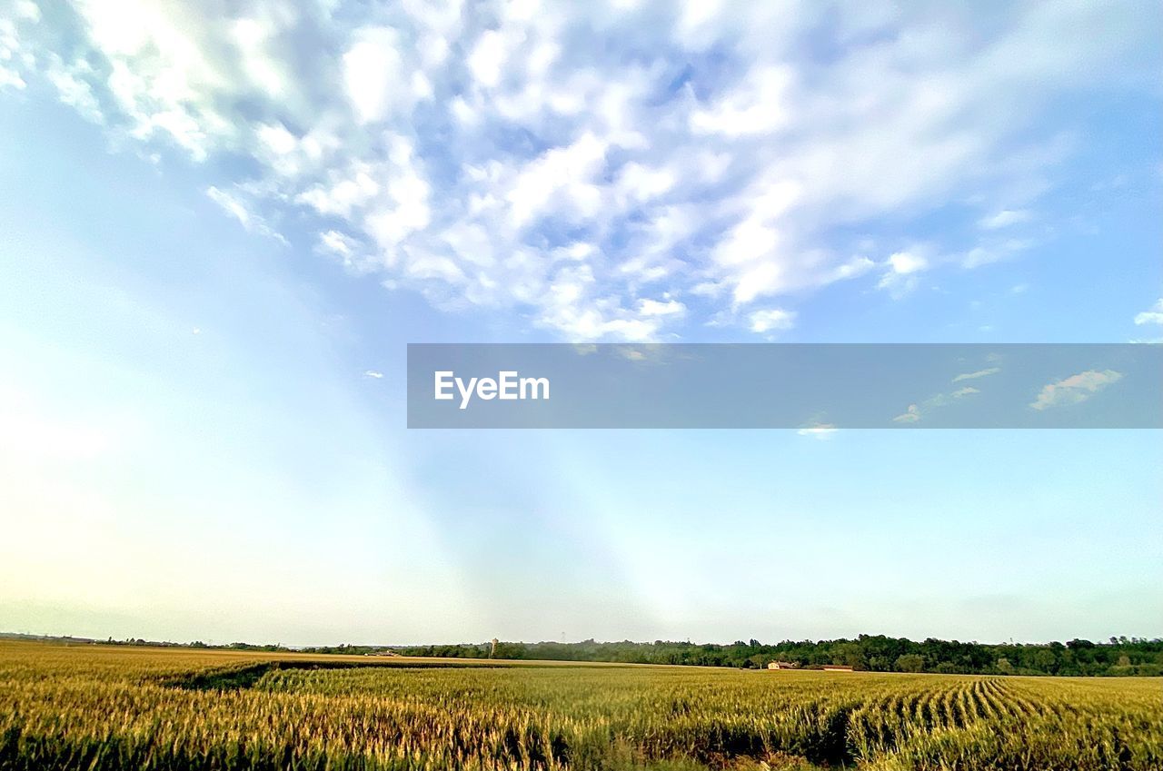 sky, landscape, environment, horizon, field, cloud, agriculture, land, rural scene, crop, grassland, plant, plain, grass, scenics - nature, nature, prairie, beauty in nature, cereal plant, farm, meadow, tranquility, food, no people, growth, tranquil scene, sunlight, food and drink, blue, rural area, horizon over land, outdoors, tree, rapeseed, summer, day, morning, barley, corn, idyllic, green, freshness, cloudscape