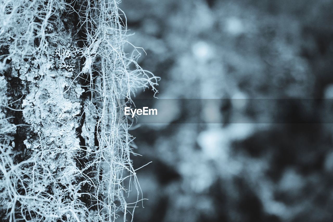 CLOSE-UP OF FROZEN PLANT AGAINST TREES