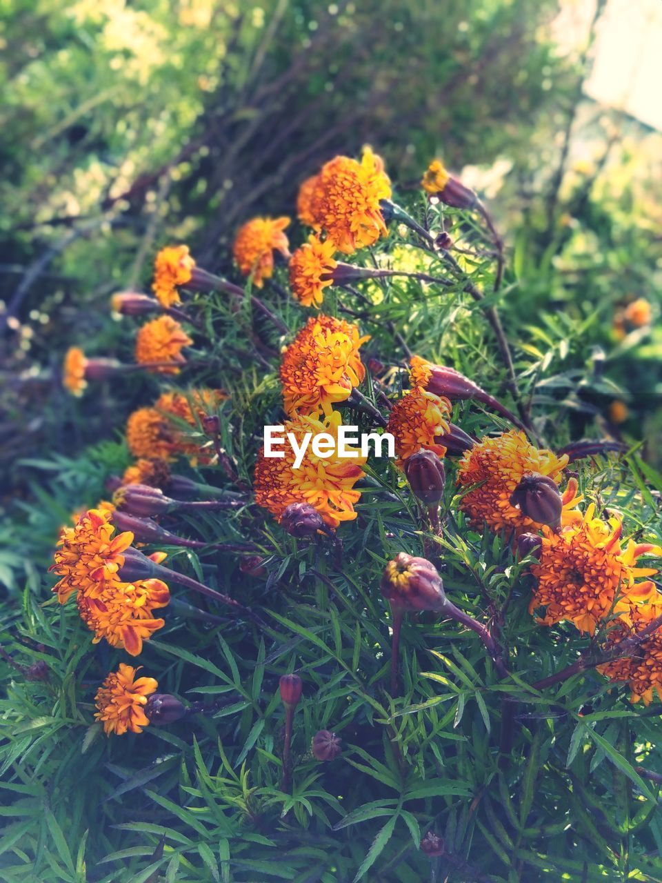 Close-up of orange marigold flowers