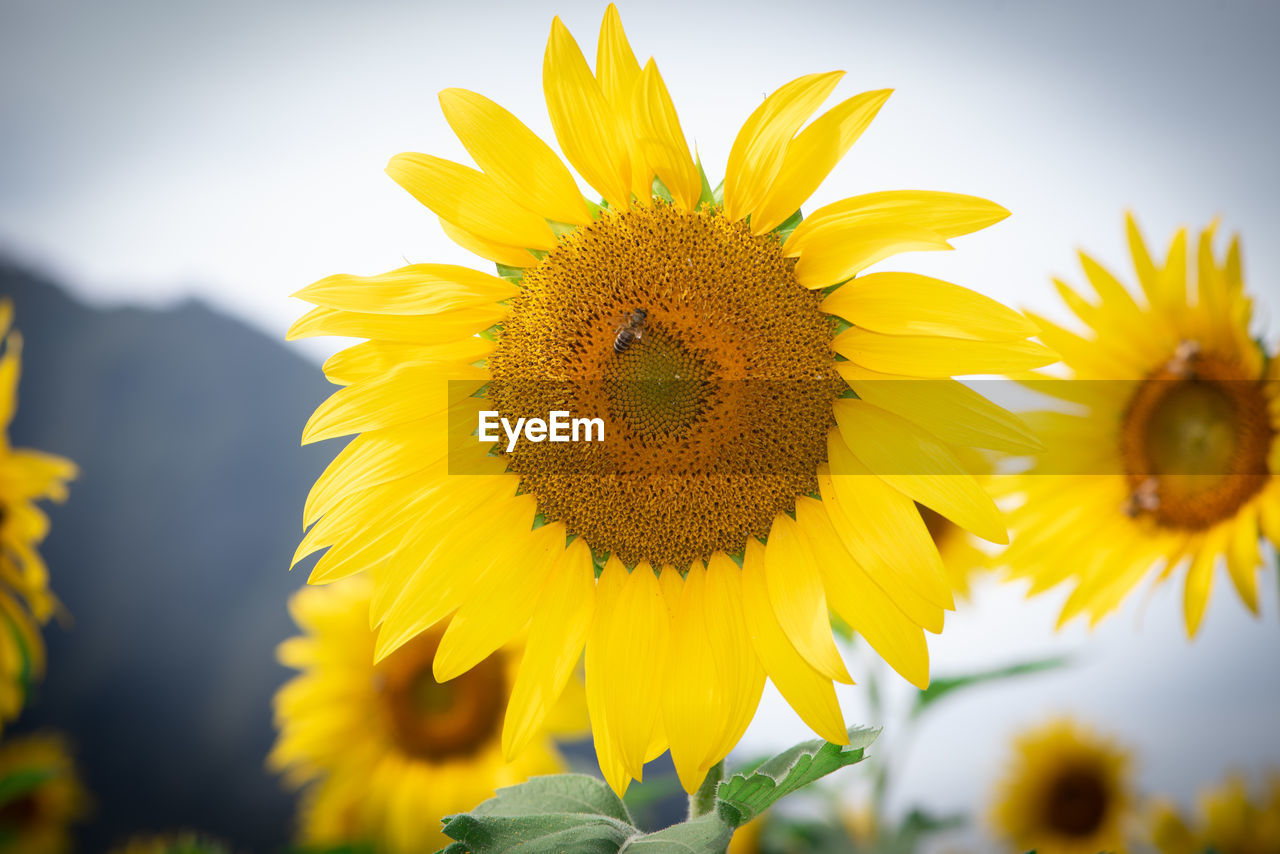 CLOSE-UP OF SUNFLOWERS ON YELLOW FLOWERING PLANT