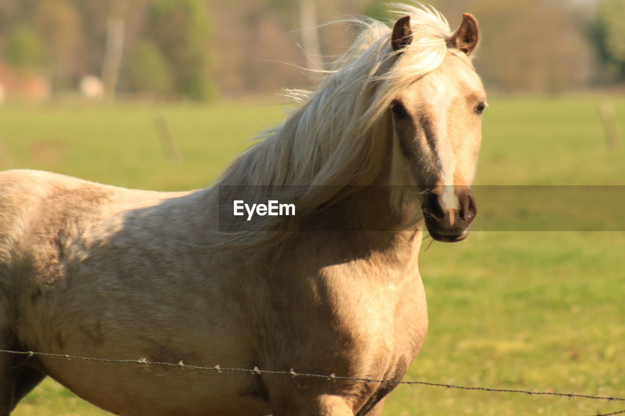 HORSE STANDING IN RANCH