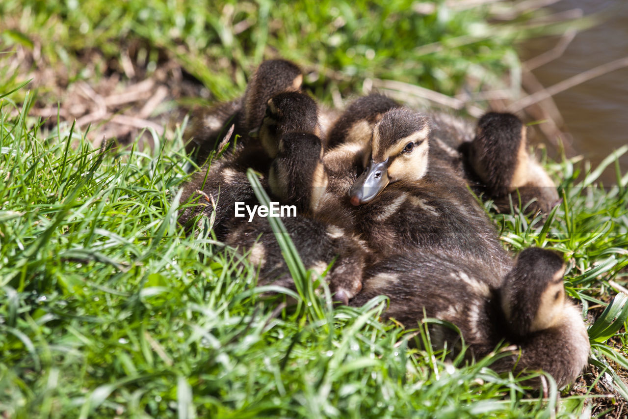 animal themes, animal, animal wildlife, young animal, wildlife, group of animals, duck, mammal, grass, plant, nature, no people, bird, water bird, young bird, ducks, geese and swans, cute, animal family, togetherness, outdoors, relaxation, day, land, selective focus