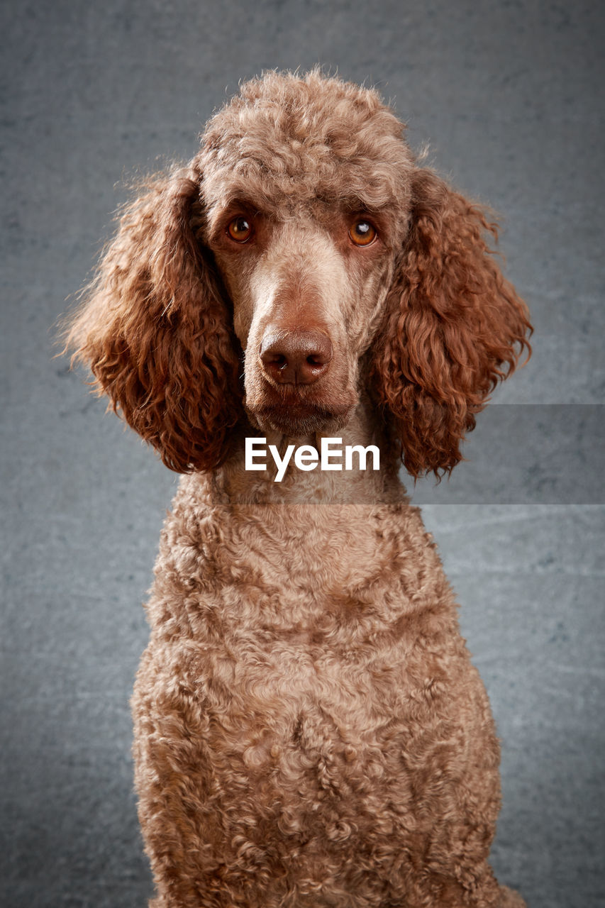 Portrait of standard poodle against gray background