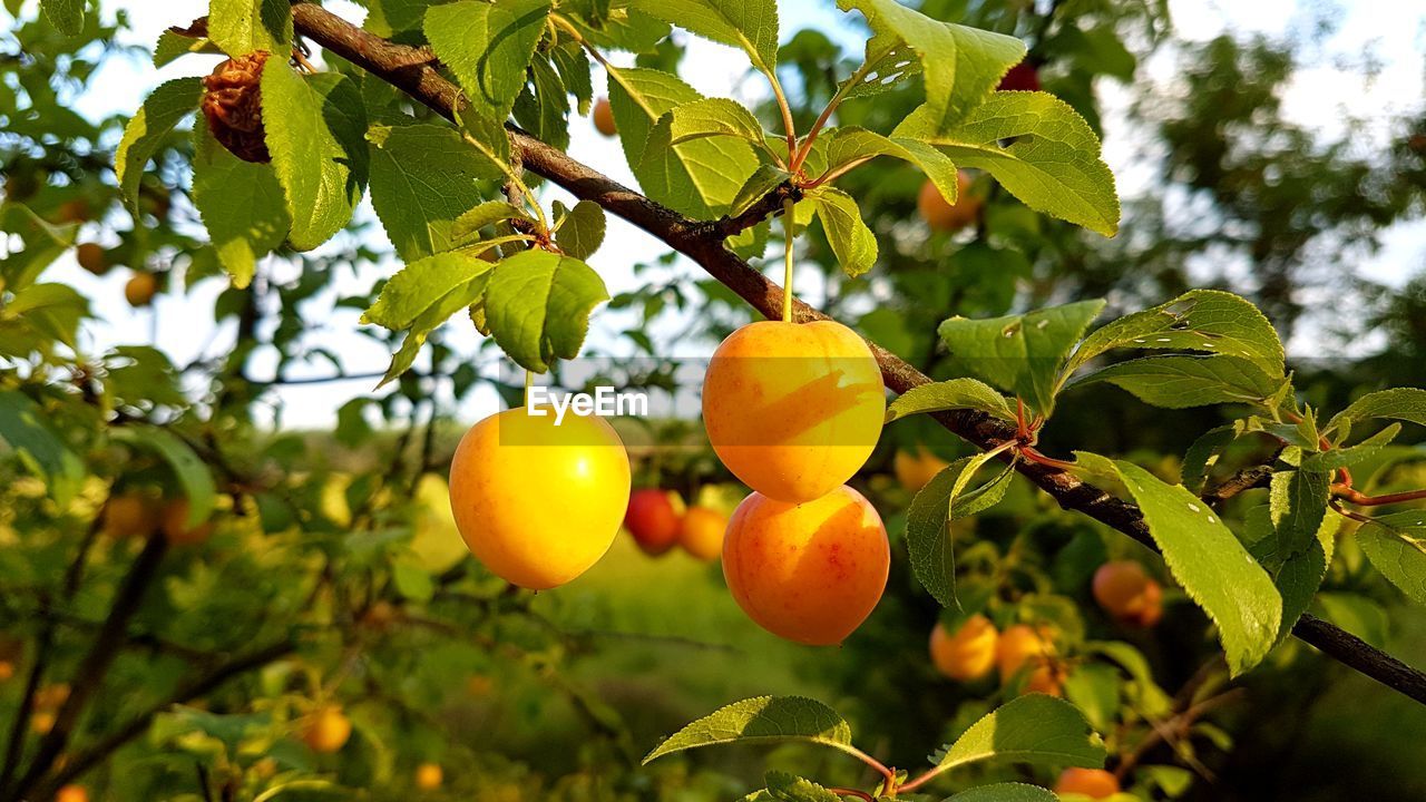 Fruits hanging from tree
