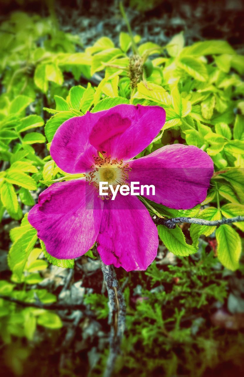 CLOSE-UP OF PURPLE FLOWERS