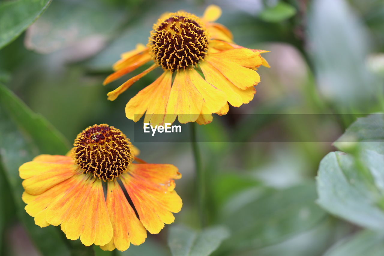 Close-up of yellow flower