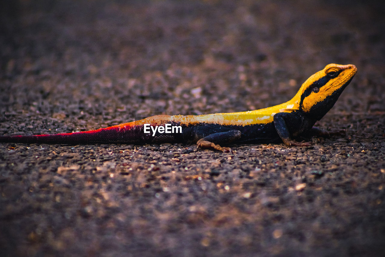 CLOSE-UP OF LIZARD ON THE STREET