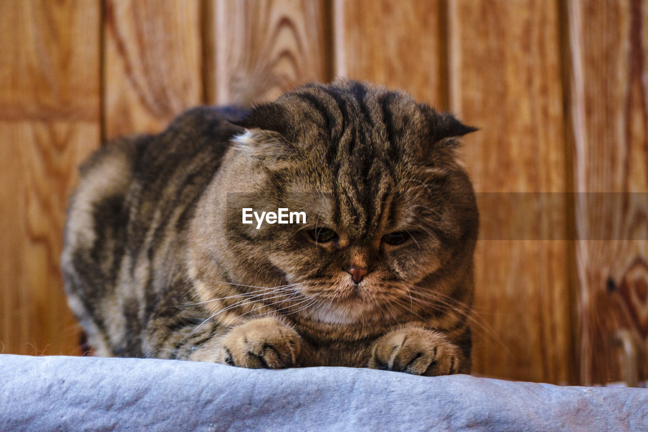 Scottish fold sits on a wooden texture. beautiful multicolor stripes cat with yellow-green eyes