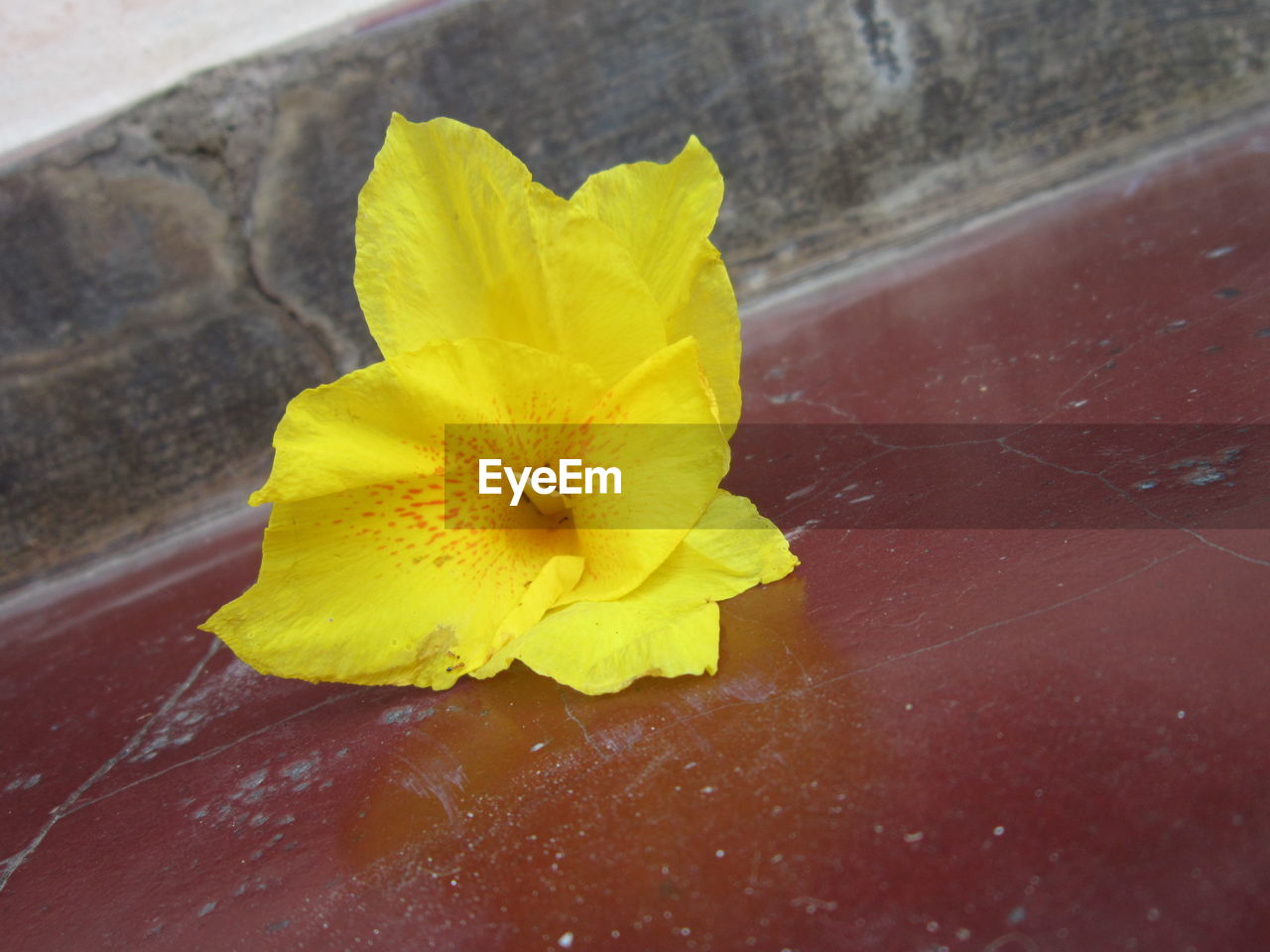 CLOSE-UP OF YELLOW FLOWERS